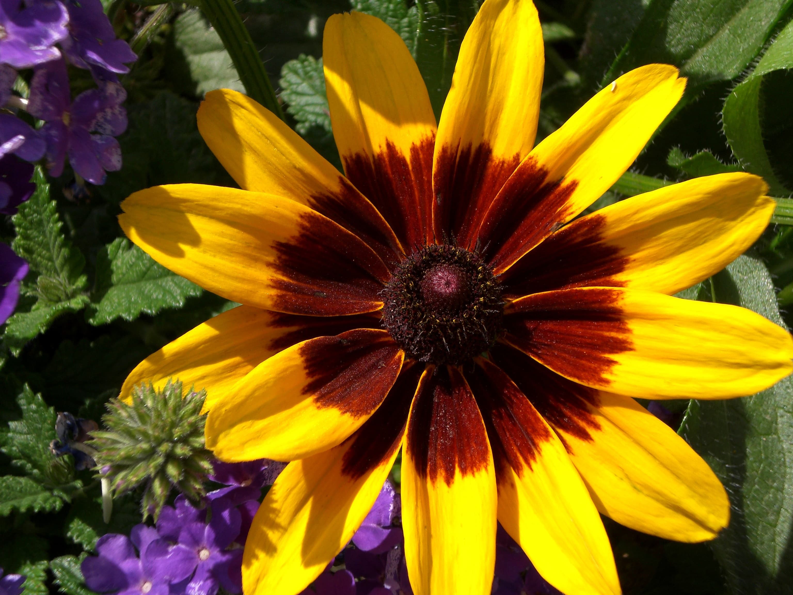 Black-Eyed Susan (Rudbeckia hirta): The Cheerful Native That Runs Itself